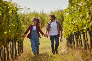 Fototapeta premium A couple joyfully walks hand in hand through a lush vineyard, surrounded by rows of grapevines under a clear blue sky. They are enjoying their day in the family business.