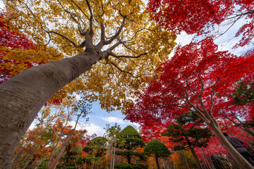 北海道　札幌　平岡樹芸センター　紅葉　もみじ　トンネル