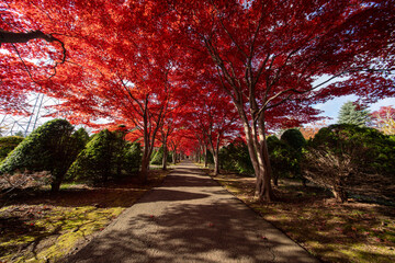 北海道　札幌　平岡樹芸センター　紅葉　もみじ　トンネル