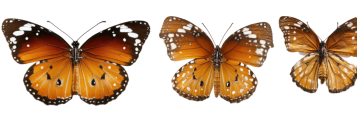 Three Monarch butterflies with open wings on a black background