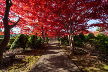 北海道　札幌　平岡樹芸センター　紅葉　もみじ　トンネル