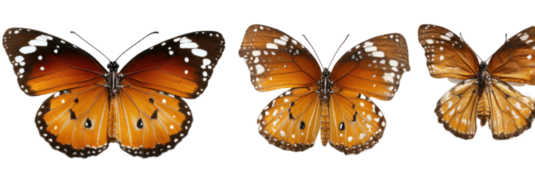 Three Monarch butterflies with open wings on a black background