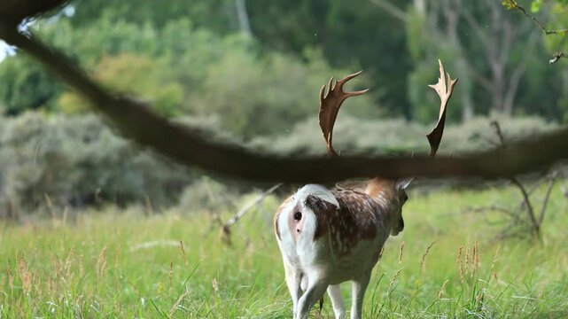 A male deer walking and pooping in the scrub in Groot Sprenkelveld, Netherlands
