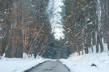 Snow-covered pathway winding through a serene forest, flanked by tall trees with branches creating a natural archway, inviting exploration in a tranquil winter landscape