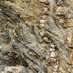 Layered Beige Metamorphic Rock Texture Close-Up Texture