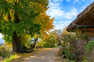 Autumn scenery of Yangdong Village, an old traditional village in Gyeongju, Korea, with beautiful ginkgo trees that have turned yellow in autumn.