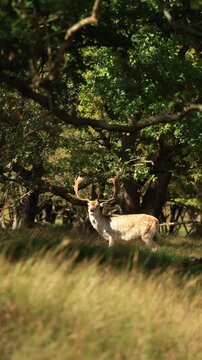 A deer  eating in the scrub in Groot Sprenkelveld, Netherlands