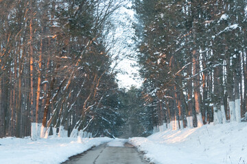 Snow-covered pathway winding through a serene forest, flanked by tall trees with branches creating a natural archway, inviting exploration in a tranquil winter landscape