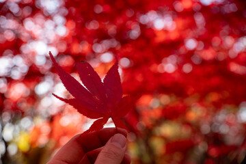 北海道　札幌　平岡樹芸センター　紅葉　もみじ　トンネル