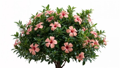 Naklejka premium Pink peach hibiscus plant with green leaves on white background