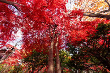 北海道　札幌　平岡樹芸センター　紅葉　もみじ　トンネル
