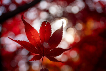 北海道　札幌　平岡樹芸センター　紅葉　もみじ　トンネル