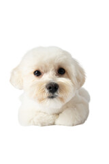 White Maltipoo dog png without background, with fun and curious poses