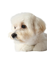 White Maltipoo dog png without background, with fun and curious poses