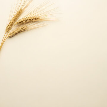 아이보리 컬러 배경화면 보리 데코.