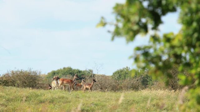 a group of female sika dears gathering together in Groot Sprenkelveld, Netherlands