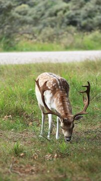 Closeup of a male deer walking and pooping in the scrub in Groot Sprenkelveld, Netherlands