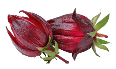 Two vibrant red hibiscus flowers with green leaves, isolated