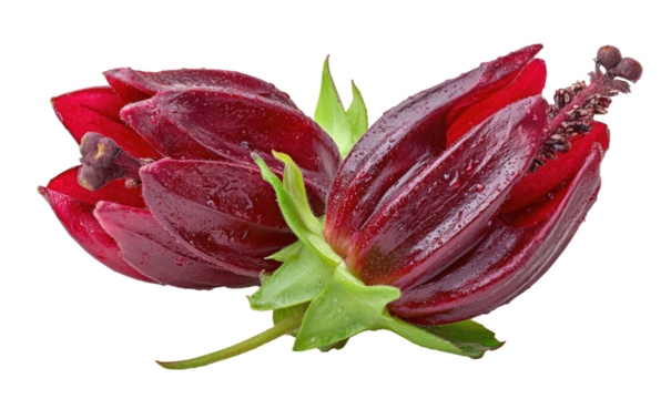 Two deep red, velvety petals of a flower, detailed with stamen