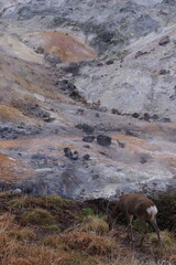 北海道登別の地獄谷とエゾシカ