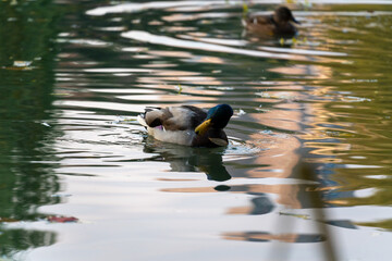 北海道　中島公園　紅葉　蓮池　秋　オータム　銀杏　もみじ　豊平館