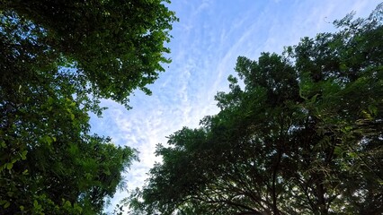 Looking at the blue sky and white clouds framed by green tree branches.