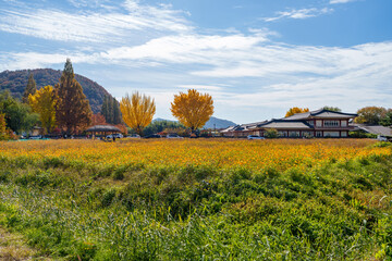 Autumn scenery of Yangdong Village, an old traditional village in Gyeongju, Korea, with beautiful ginkgo trees that have turned yellow in autumn.