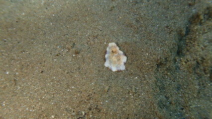 Mediterranean limpet or rayed Mediterranean limpet (Patella caerulea) shell undersea, Ligurian Sea,...
