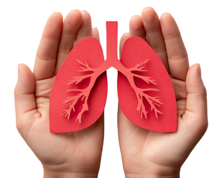 Hands holding a red papercraft lung model on transparent background