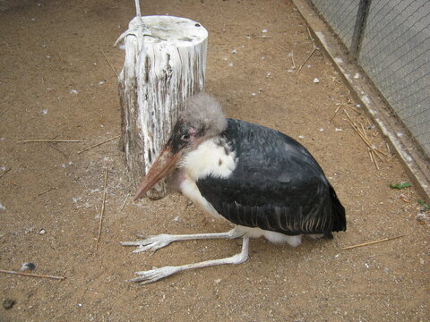 Photo of marabou in the zoo.