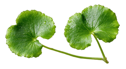 Two vibrant green gotu kola leaves isolated on transparent background