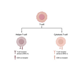 T Cell, CD4+ helper T cell and CD8+ cytotoxic T cell, CD Antigen Types, CD4 And CD8. T lymphocyte types. Vector Illustration.