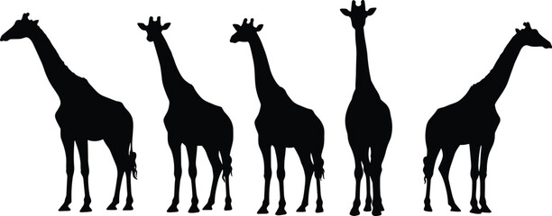 Silhouette of five giraffes standing in various poses on white background, wildlife animals, safari, nature, tall mammals, African savanna.