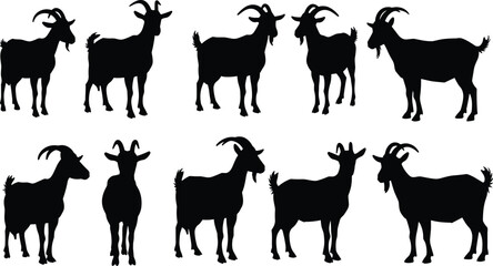 Silhouette of goats standing and posing, domestic farm animals, isolated on white background, vector illustration, perfect for agricultural designs