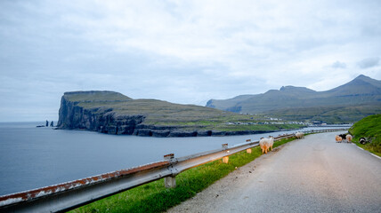 Sheep on coastal road near Risin og Kellingin, Faroe Islands