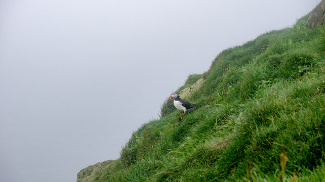 Puffin amid misty cliffs in Mykines, Faroe Islands