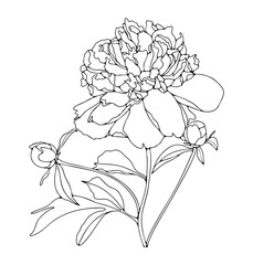 Lush peony outline isolated on white background. Hand drawn peony with buds and leaves sketch for publishing or coloring