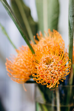 Bright pincushion proteas in a clear glass vase indoors