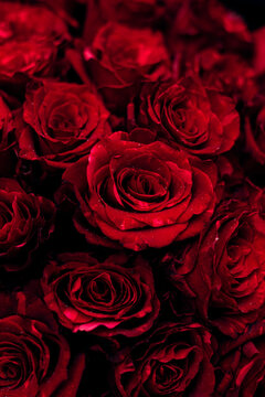 Close-up of beautiful red rose petals in bloom