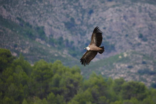 Griffon vulture soaring over a lush green landscape