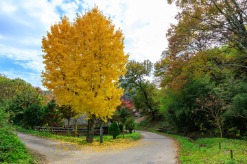 Autumn scenery of Yangdong Village, an old traditional village in Gyeongju, Korea, with beautiful ginkgo trees that have turned yellow in autumn.
