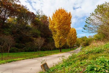 Autumn scenery of Yangdong Village, an old traditional village in Gyeongju, Korea, with beautiful ginkgo trees that have turned yellow in autumn.