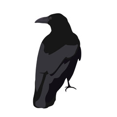 Realistic Black Crow Standing Bird Illustration