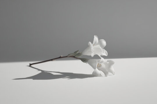 monochromatic still life featuring single flower against pure bright white background
