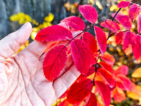 Vibrant red leaves in hand against a backdrop of autumn colors in a serene outdoor setting