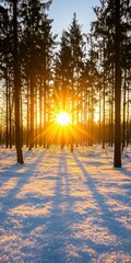 Golden Sunlight Breaking Through Trees in Snowy Winter Landscape