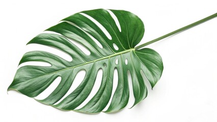 Monstera Leaf: A lush Monstera leaf, showcasing its iconic, fenestrated form, exemplifies the elegance of nature, creating a captivating visual of the jungle's beauty.