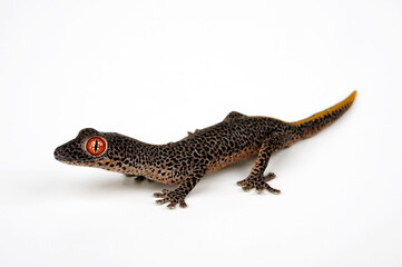 Golden spiny-tailed gecko, golden-tailed gecko // Goldschwanzgecko, Drüsenschwanzgecko (Strophurus taenicauda) - Australia
