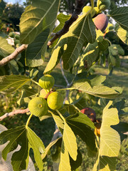 dettaglio di fico su albero