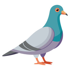 Vector Illustration of Pigeon – Isolated on White Background